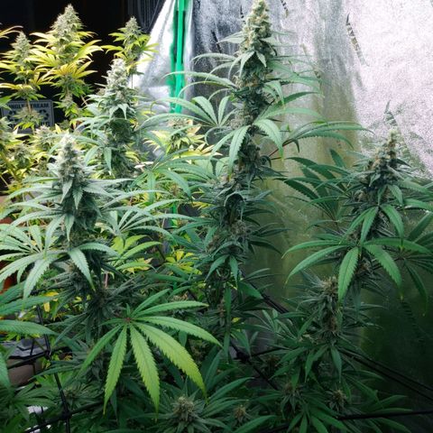 GP 1 growlog timeline photo