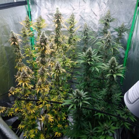 GP 1 growlog timeline photo