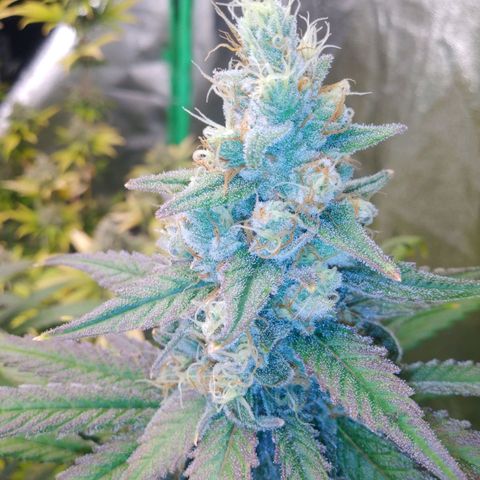 GP 1 growlog timeline photo