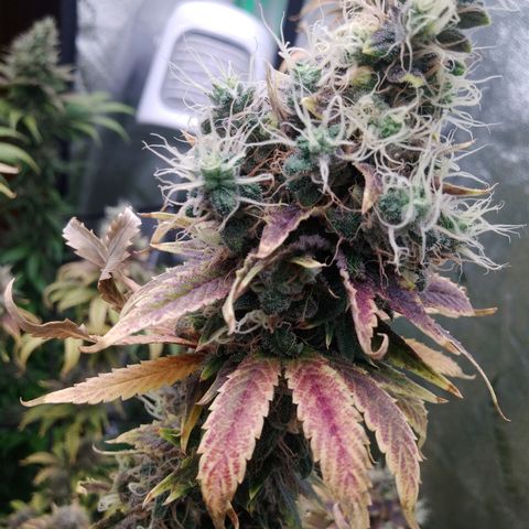 GP 1 growlog timeline photo