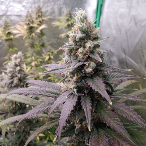 GP 1 growlog timeline photo