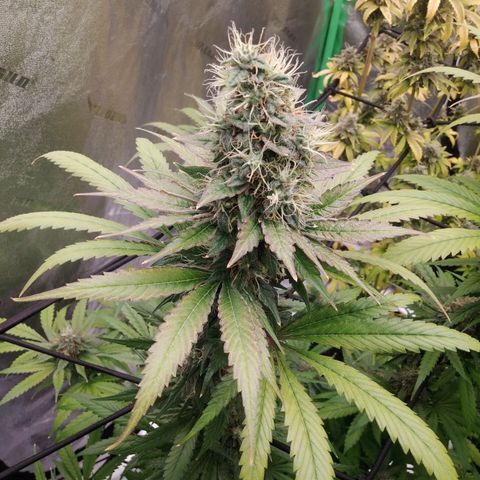 GP 1 growlog timeline photo