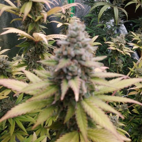 GP 1 growlog timeline photo