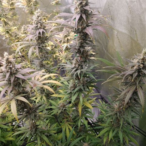 GP 1 growlog photo: About to harvest