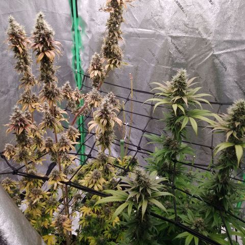 GP 1 growlog timeline photo