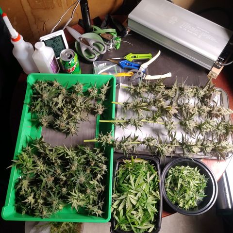 GP 1 growlog photo: 375 grams wet minus trim