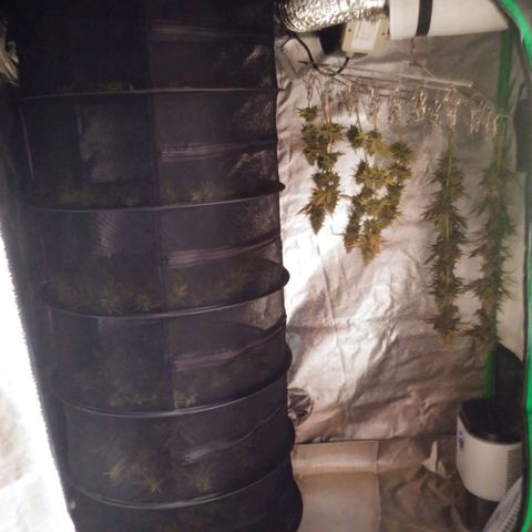GP 1 growlog photo: First two drying