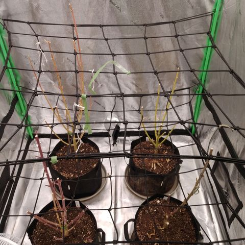 GP 1 growlog photo: End of first grow