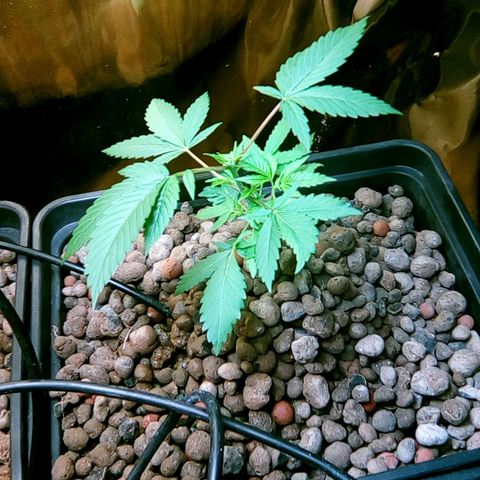 Fire alien strawberry x mac rillaz F1 growlog timeline photo