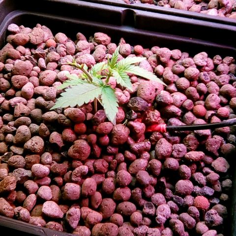 Fire alien strawberry x mac rillaz F1 growlog timeline photo