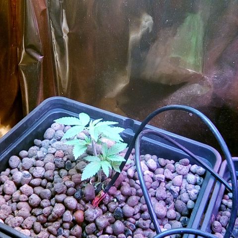 Fire alien strawberry x mac rillaz F1 growlog timeline photo