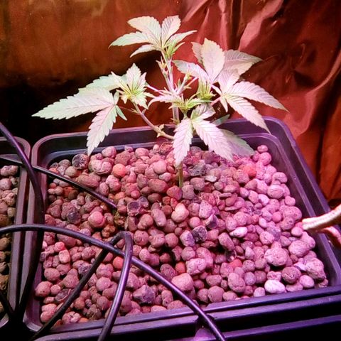 Fire alien strawberry x mac rillaz F1 growlog timeline photo