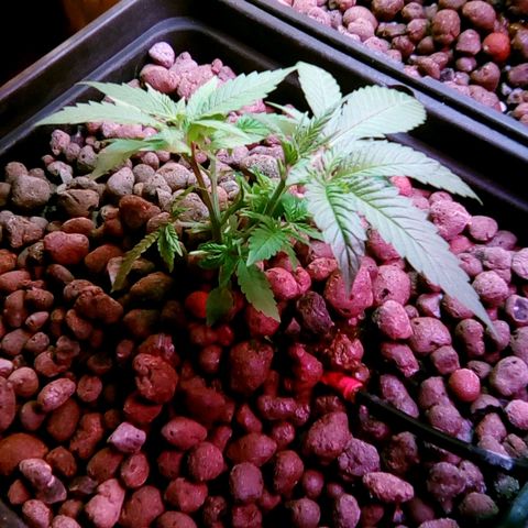 Fire alien strawberry x mac rillaz F1 growlog timeline photo