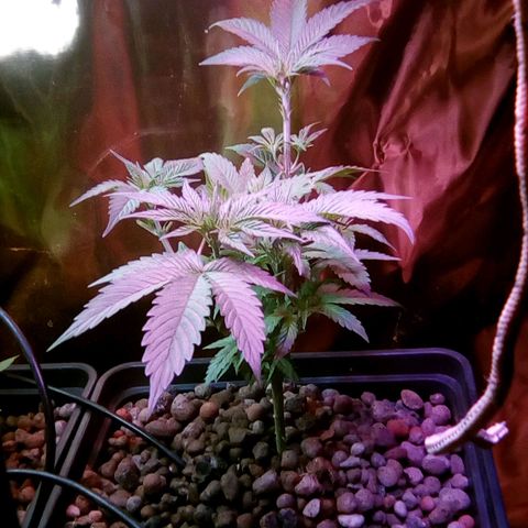 Fire alien strawberry x mac rillaz F1 growlog timeline photo
