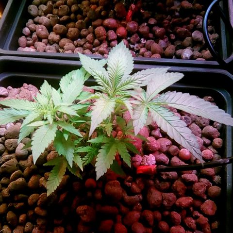 Fire alien strawberry x mac rillaz F1 growlog timeline photo