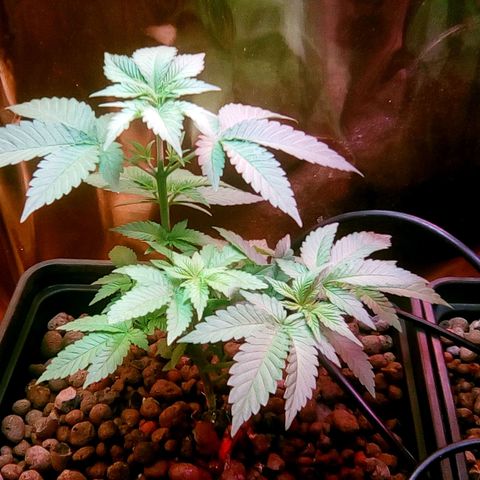 Fire alien strawberry x mac rillaz F1 growlog timeline photo