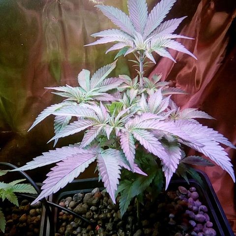 Fire alien strawberry x mac rillaz F1 growlog timeline photo