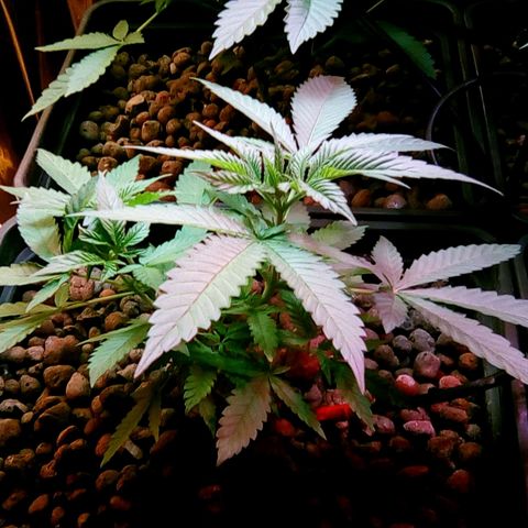 Fire alien strawberry x mac rillaz F1 growlog timeline photo