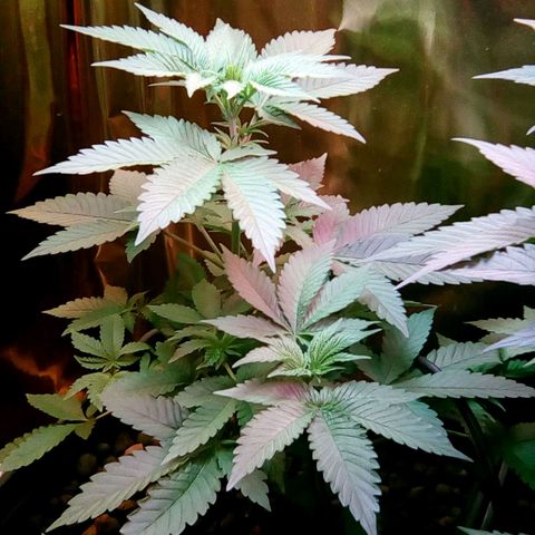 Fire alien strawberry x mac rillaz F1 growlog timeline photo