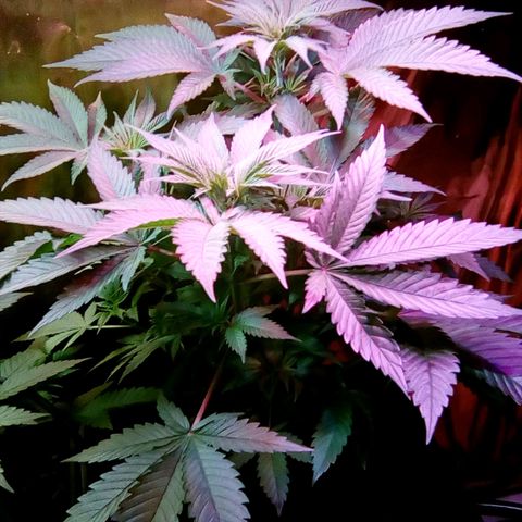 Fire alien strawberry x mac rillaz F1 growlog timeline photo
