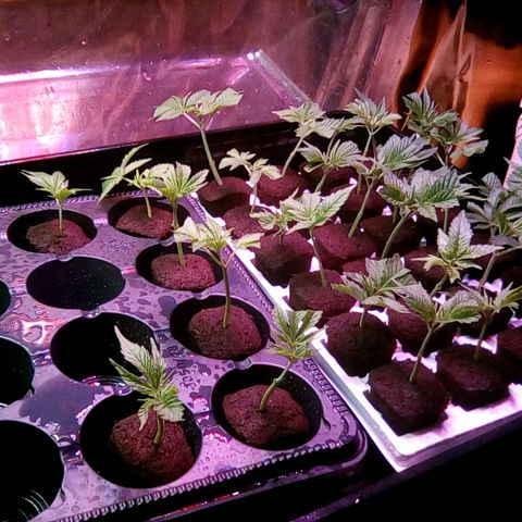 Fire alien strawberry x mac rillaz F1 growlog timeline photo