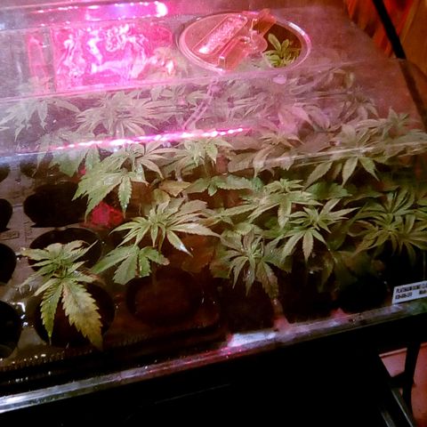 Fire alien strawberry x mac rillaz F1 growlog timeline photo
