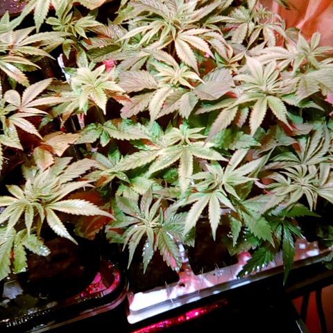 Fire alien strawberry x mac rillaz F1 growlog timeline photo