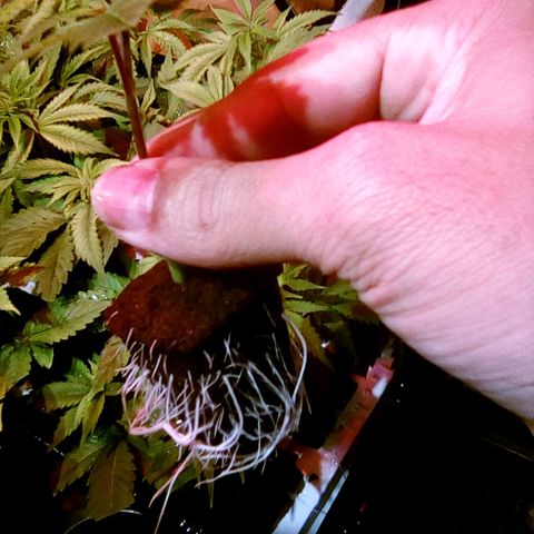 Fire alien strawberry x mac rillaz F1 growlog timeline photo