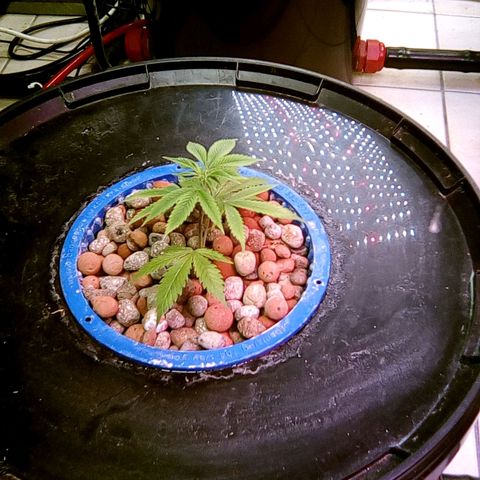 Fire alien strawberry x mac rillaz F1 growlog timeline photo