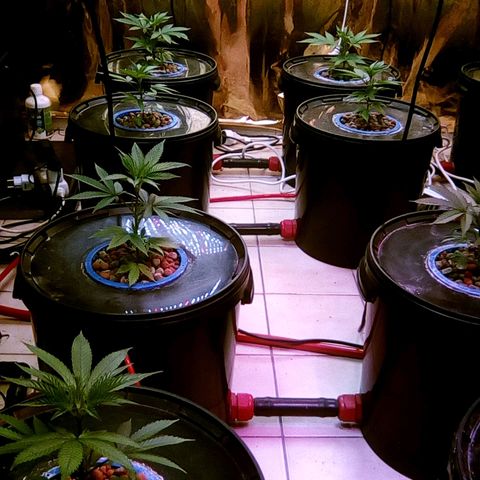 Fire alien strawberry x mac rillaz F1 growlog timeline photo