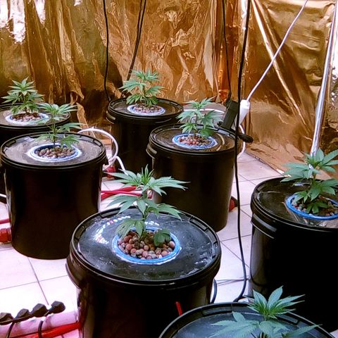 Fire alien strawberry x mac rillaz F1 growlog timeline photo