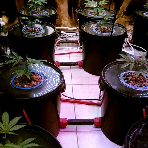 Fire alien strawberry x mac rillaz F1 growlog timeline photo
