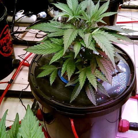 Fire alien strawberry x mac rillaz F1 growlog timeline photo