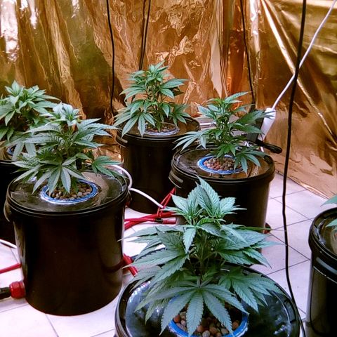 Fire alien strawberry x mac rillaz F1 growlog timeline photo