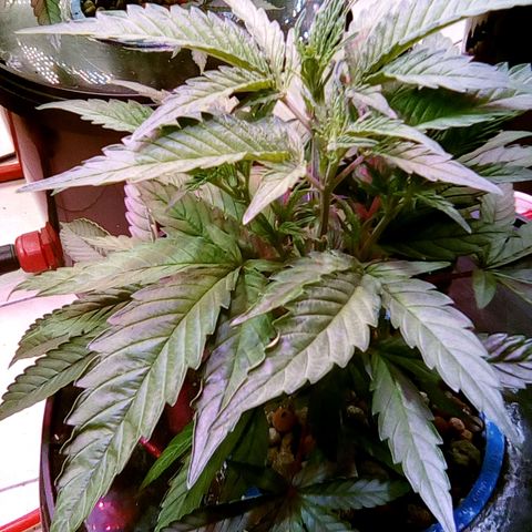 Fire alien strawberry x mac rillaz F1 growlog timeline photo