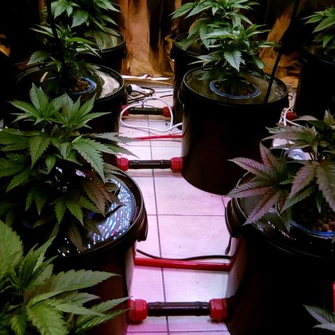 Fire alien strawberry x mac rillaz F1 growlog timeline photo