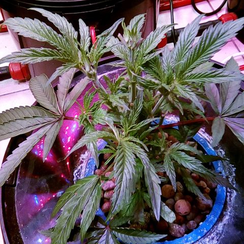 Fire alien strawberry x mac rillaz F1 growlog timeline photo