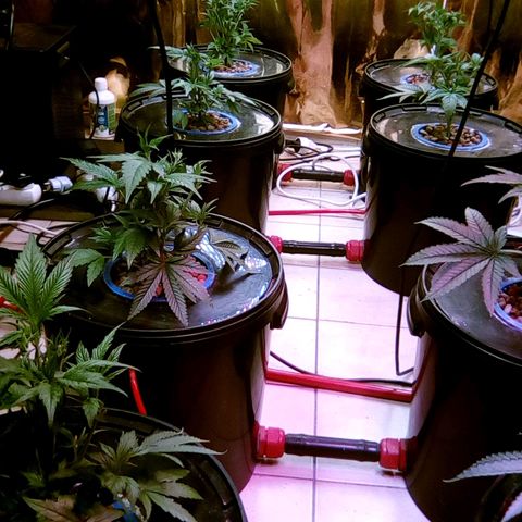 Fire alien strawberry x mac rillaz F1 growlog timeline photo