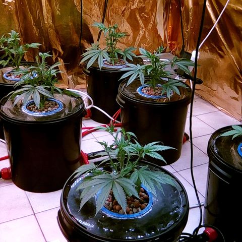 Fire alien strawberry x mac rillaz F1 growlog timeline photo