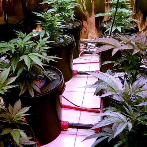 Fire alien strawberry x mac rillaz F1 growlog timeline photo