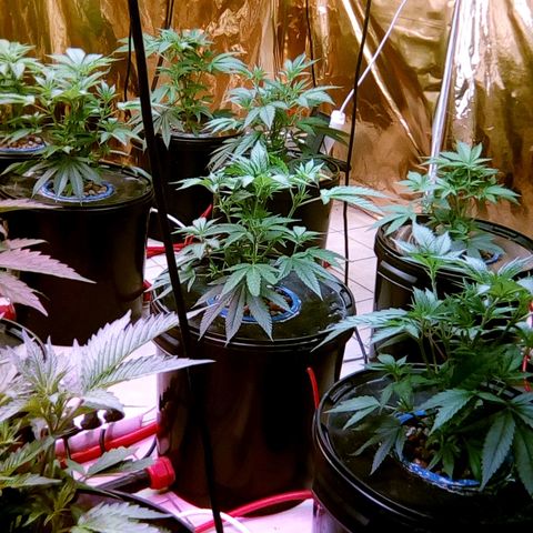 Fire alien strawberry x mac rillaz F1 growlog timeline photo