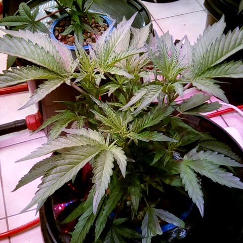 Fire alien strawberry x mac rillaz F1 growlog timeline photo