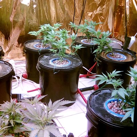 Fire alien strawberry x mac rillaz F1 growlog timeline photo