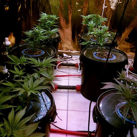 Fire alien strawberry x mac rillaz F1 growlog timeline photo