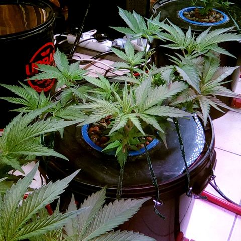 Fire alien strawberry x mac rillaz F1 growlog timeline photo