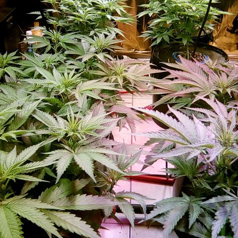 Fire alien strawberry x mac rillaz F1 growlog timeline photo