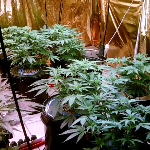 Fire alien strawberry x mac rillaz F1 growlog timeline photo