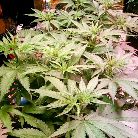 Fire alien strawberry x mac rillaz F1 growlog timeline photo