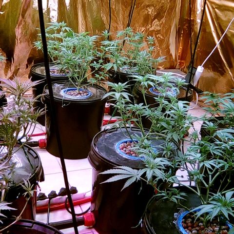 Fire alien strawberry x mac rillaz F1 growlog timeline photo