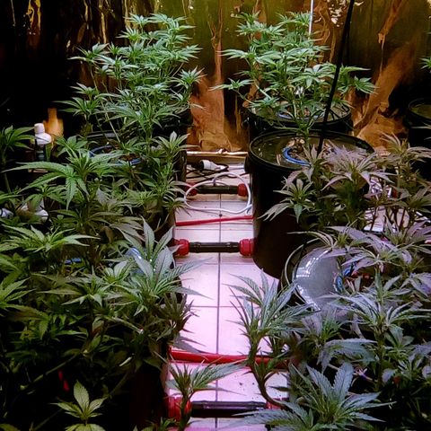Fire alien strawberry x mac rillaz F1 growlog timeline photo